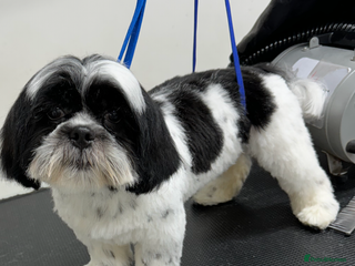 Shih Tzu dogs - Advert 1