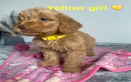 Cockapoo dogs for sale: Cockapoo  - Image 8