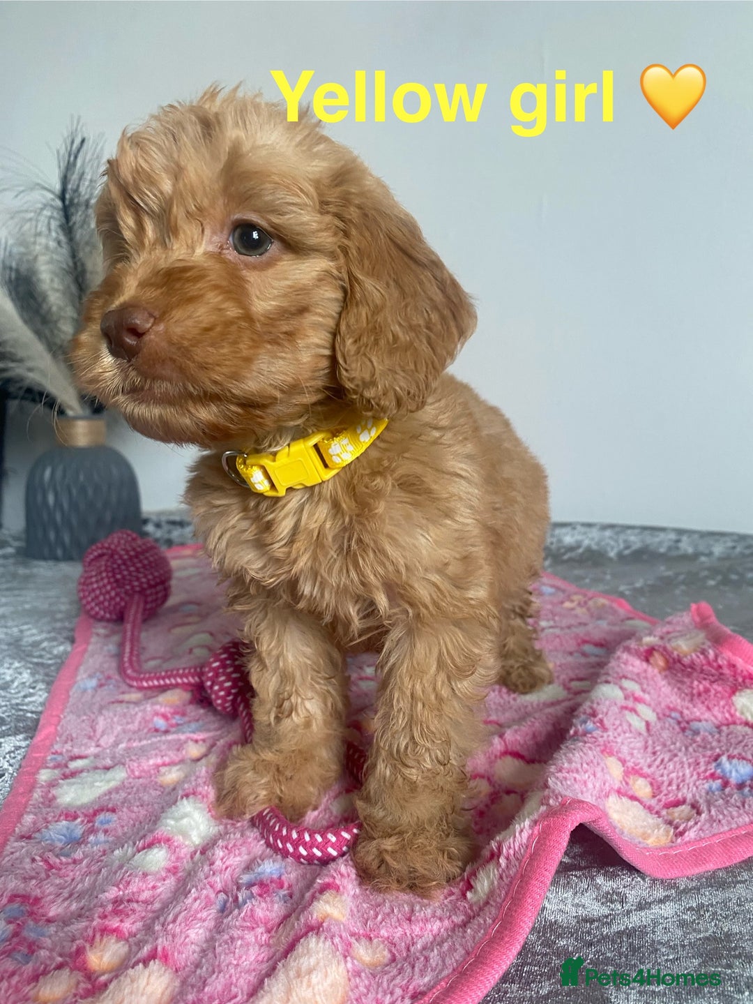 Cockapoo dogs for sale: Cockapoo  - Image 8