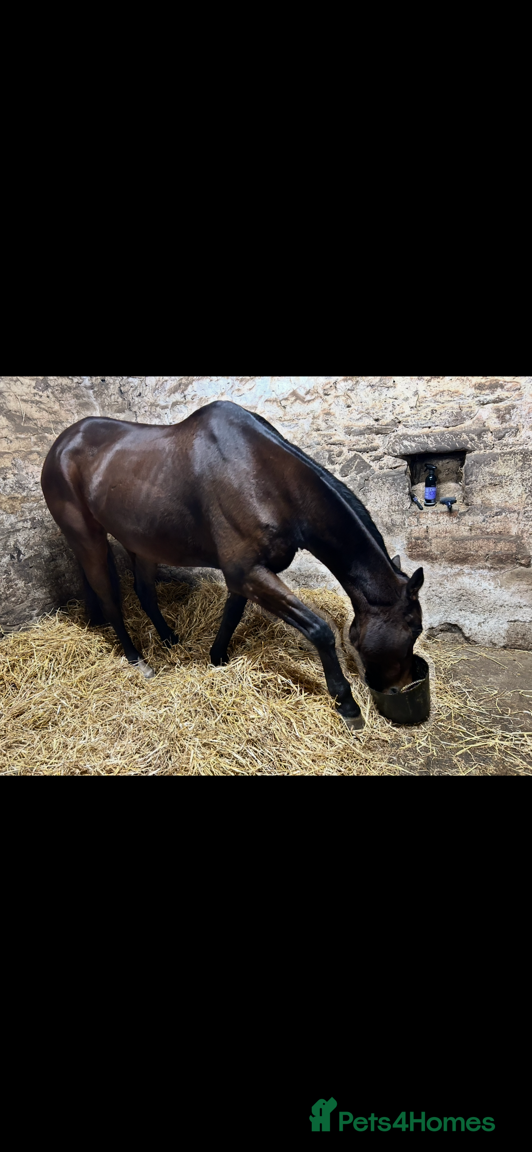 Irish Thoroughbred horses for sale: 17.2hh Beautiful gentleman Bay Gelding  - Advert 3