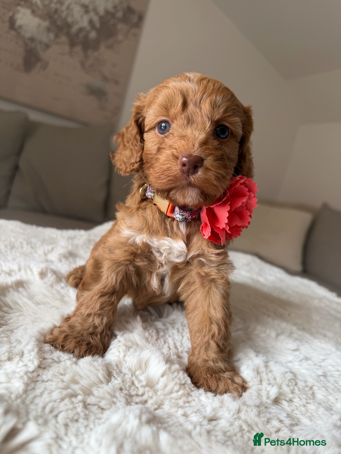 Cockapoo dogs ♦️ Luxury Fox Red Abstract F1 Cockapoos ♦️ - Advert 14