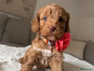 Cockapoo dogs ♦️ Luxury Fox Red Abstract F1 Cockapoos ♦️ - Advert 1