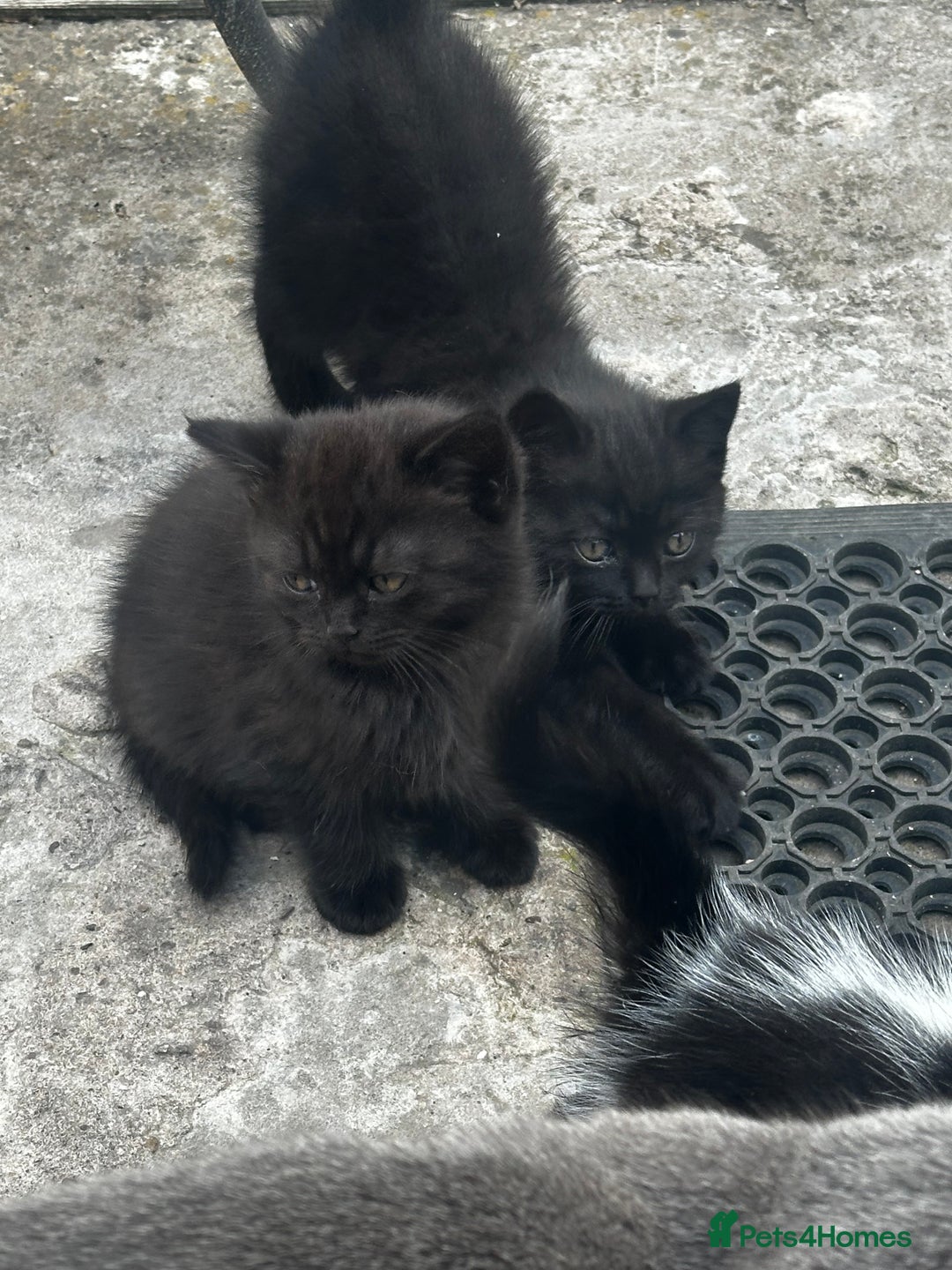 Mixed Breed cats for sale: 3 female kittens ready to go  - Image 29