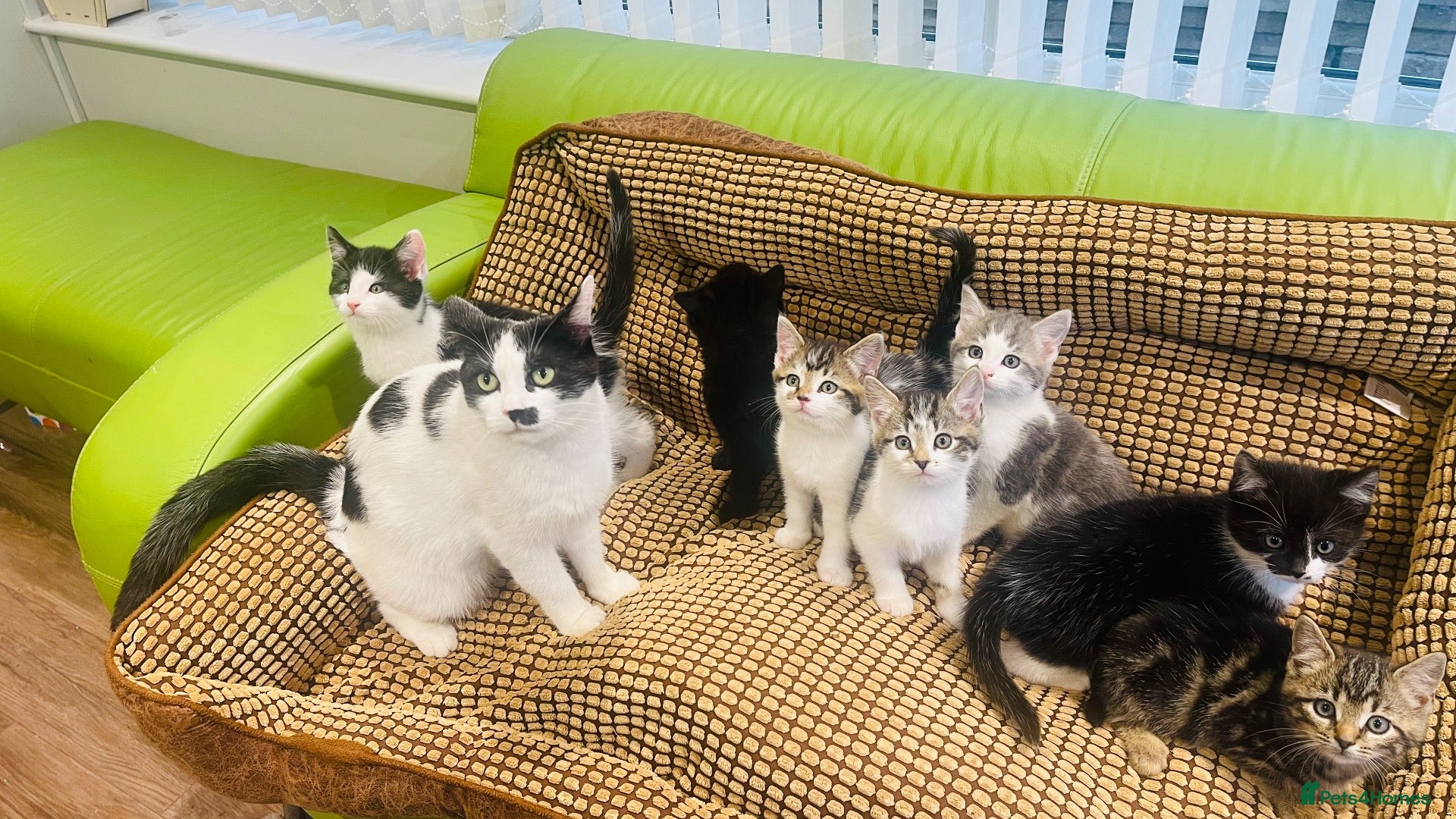 Mixed Breed cats Kittens for sale ,mixed breed, wonderful behaviour - Advert 8
