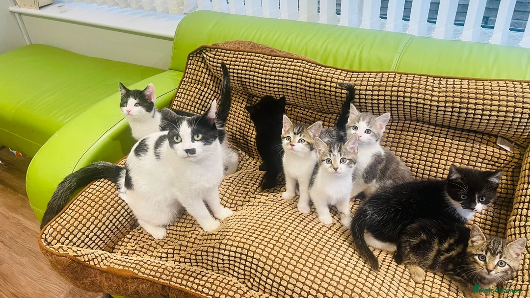 Mixed Breed cats for sale: Kittens for sale ,mixed breed, wonderful behaviour - Advert 1