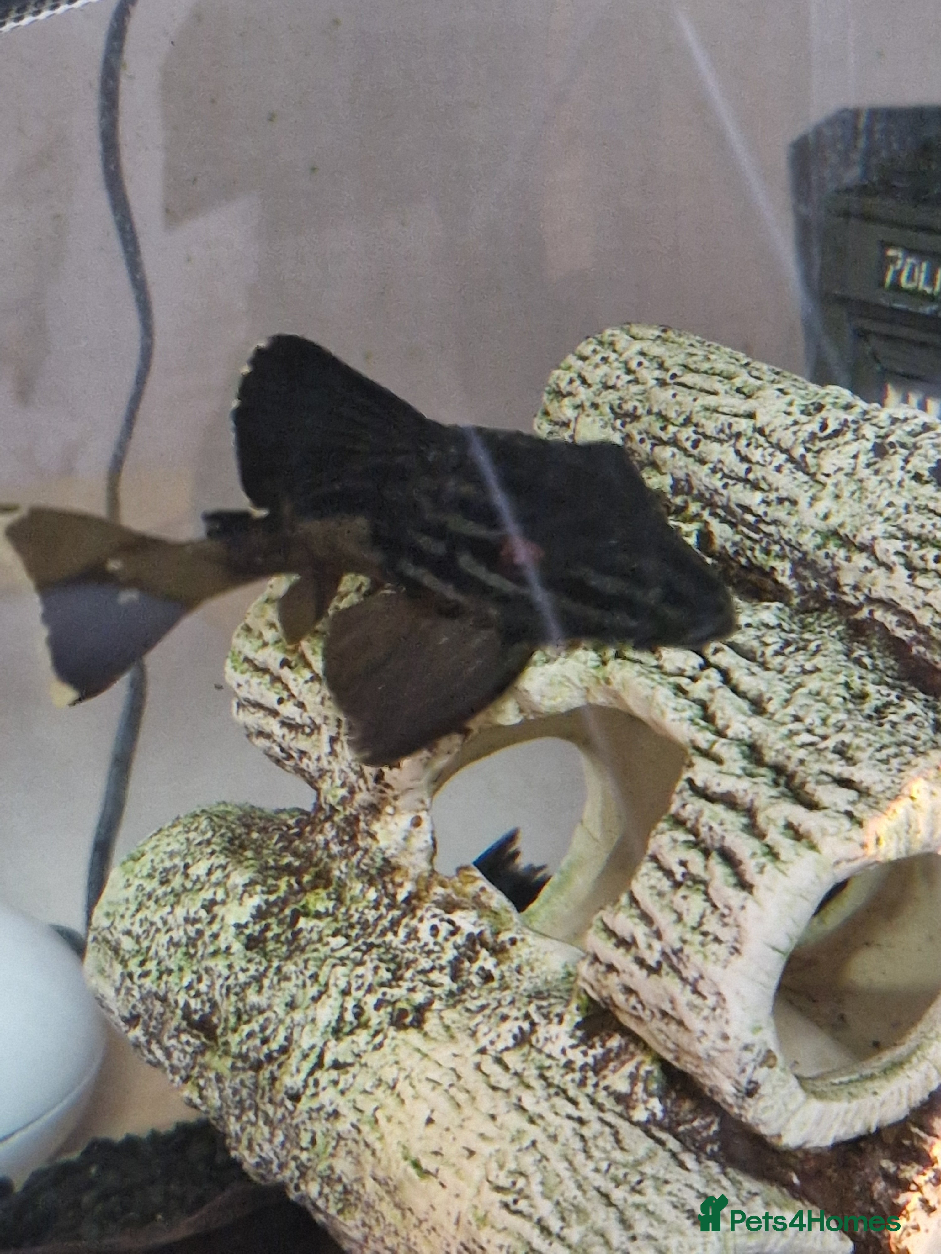 Plecos fish Royal/blue phantom pleco for sale - Advert 20