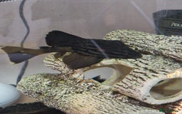 Plecos fish for sale: Royal/blue phantom pleco for sale - Advert 1