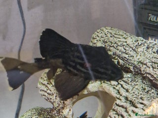 Plecos fish Royal/blue phantom pleco for sale - Advert 1