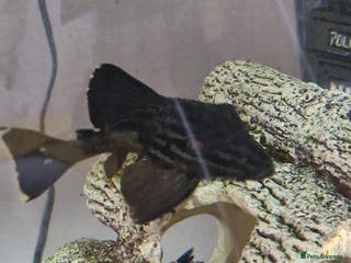 Plecos fish Royal/blue phantom pleco for sale - Advert 5