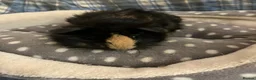 Guinea Pig rodents for sale: Lots of lovely baby boy - Advert 3