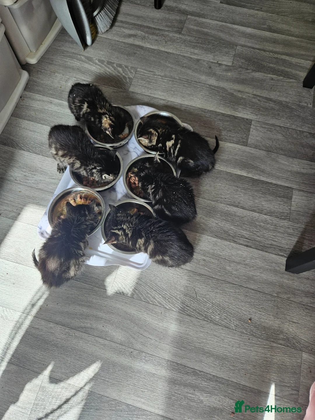Mixed Breed cats for sale: Tabby kittens  - Advert 2