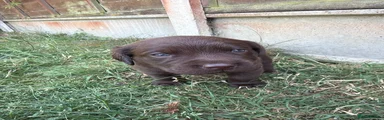 Labrador Retriever 2