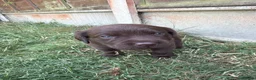 Labrador Retriever dogs for sale: KC registered chocolate Labrador puppies 🐾  - Advert 12