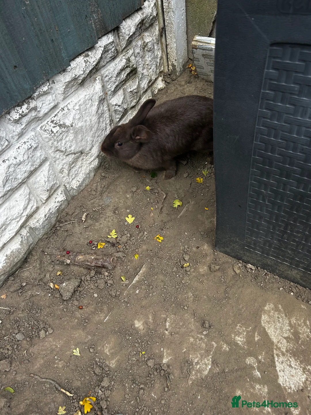 Mixed Breed rabbits for sale: Brown rabbit for sale  in Conwy - Advert 3