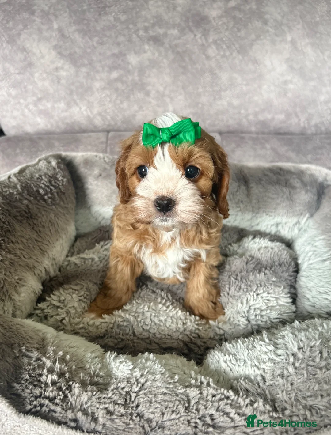 Cavapoo dogs for sale: Beautiful Red F1 Cavapoo Puppies  - Advert 15