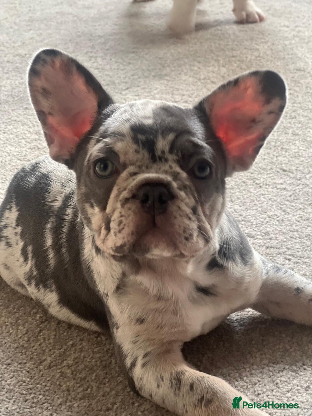 French Bulldog dogs for sale: x1 GIRL LEFT! RARE PURE BLUE MERLE TAN PUPPIES  - Advert 6