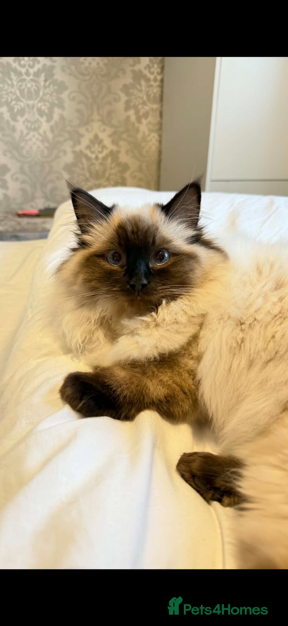 Ragdoll cats Lady  - Advert 3
