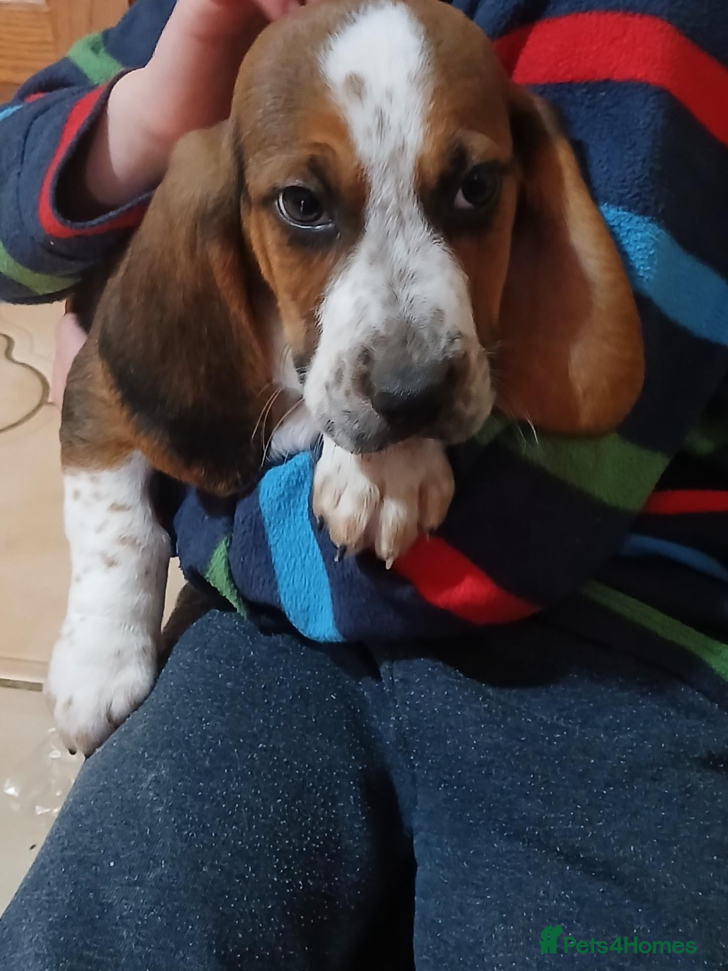 Mixed Breed dogs for sale: Beagle x basset  - Advert 1