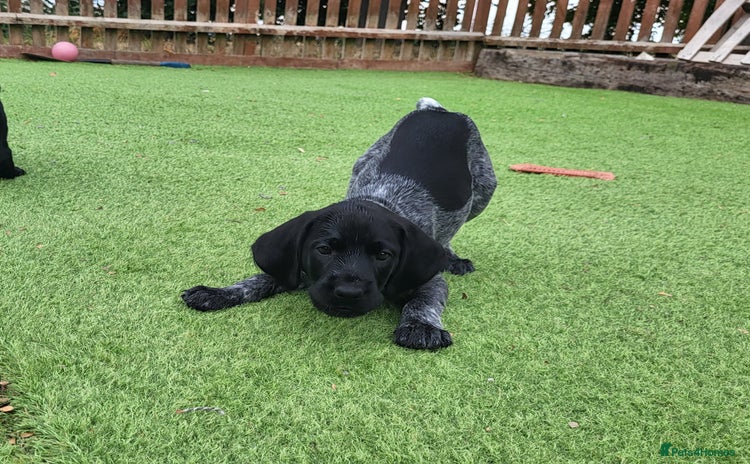 German Wirehaired Pointer dogs - Advert 1