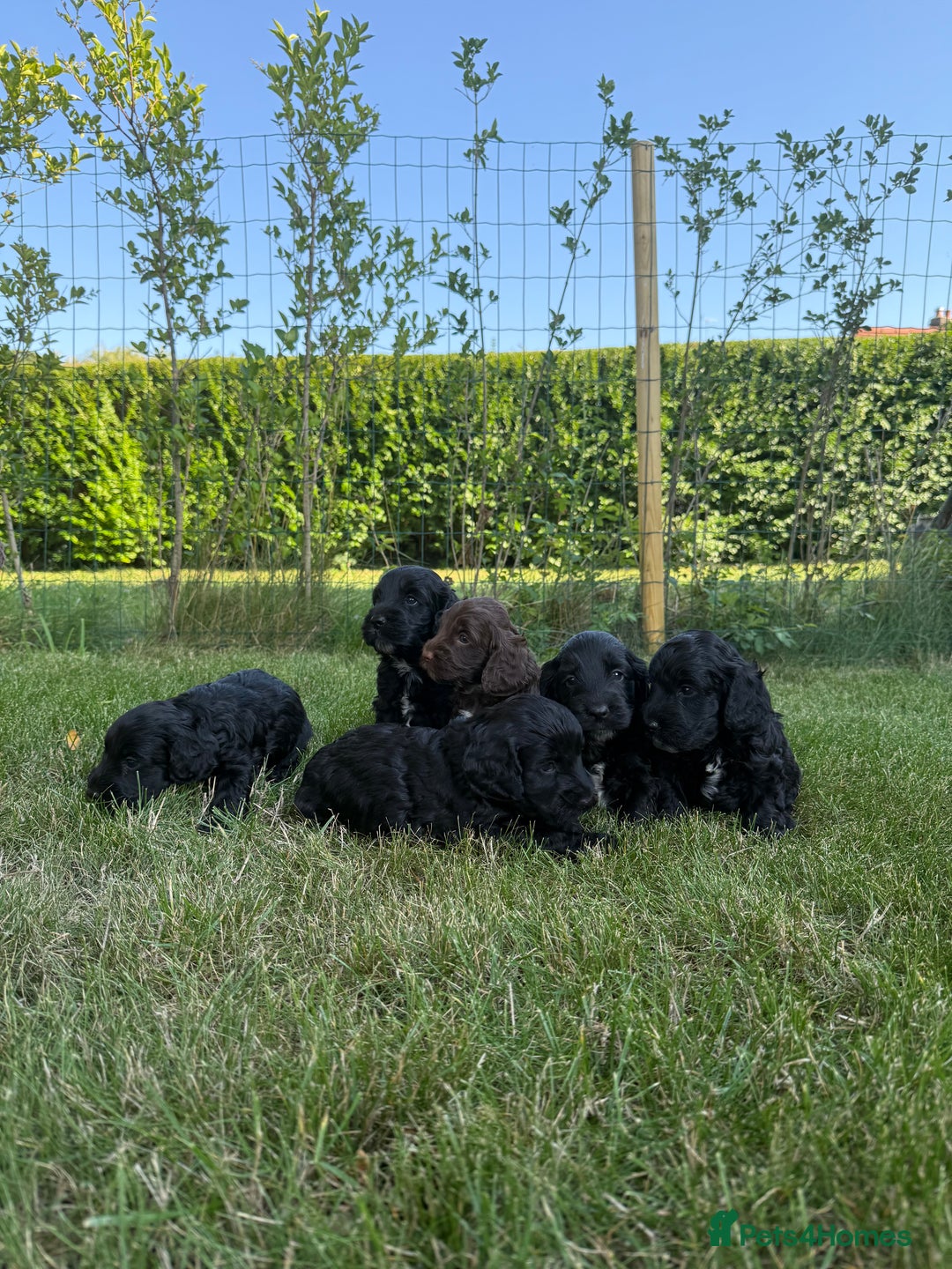 Cockapoo dogs for sale: F1 Cockapoo Puppy’s  - Image 1