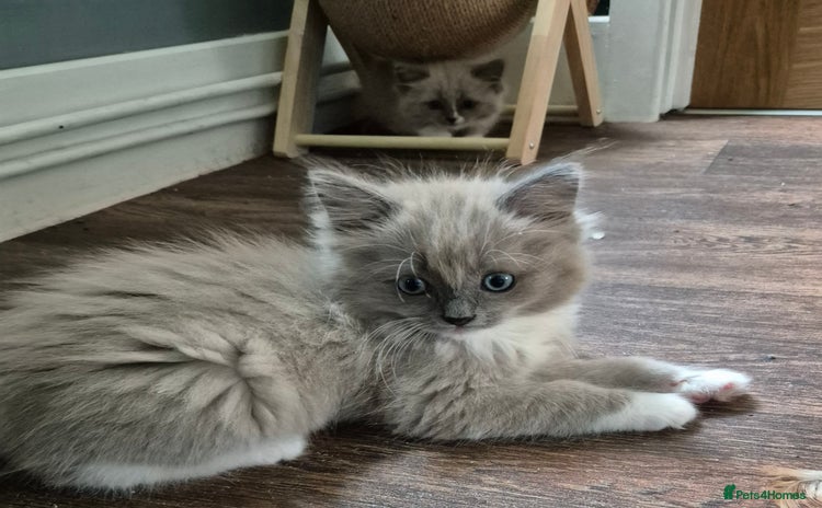 Ragdoll cats - Advert 7