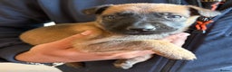 Belgian Shepherd Dog dogs for sale: Belgian Malinois Dutch shepherd pups 5 wks old - Advert 6