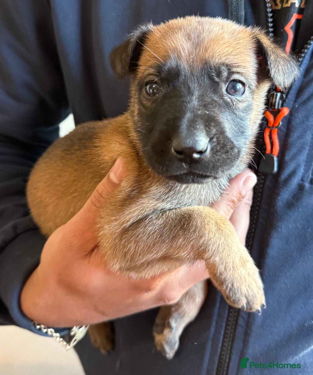Belgian Shepherd Dog dogs for sale: Belgian Malinois Dutch shepherd pups 5 wks old - Advert 6