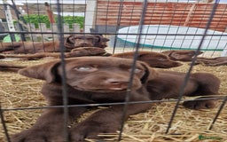Labrador Retriever dogs for sale: KC REGISTERED CHOCOLATE LABRADOR  - Image 4