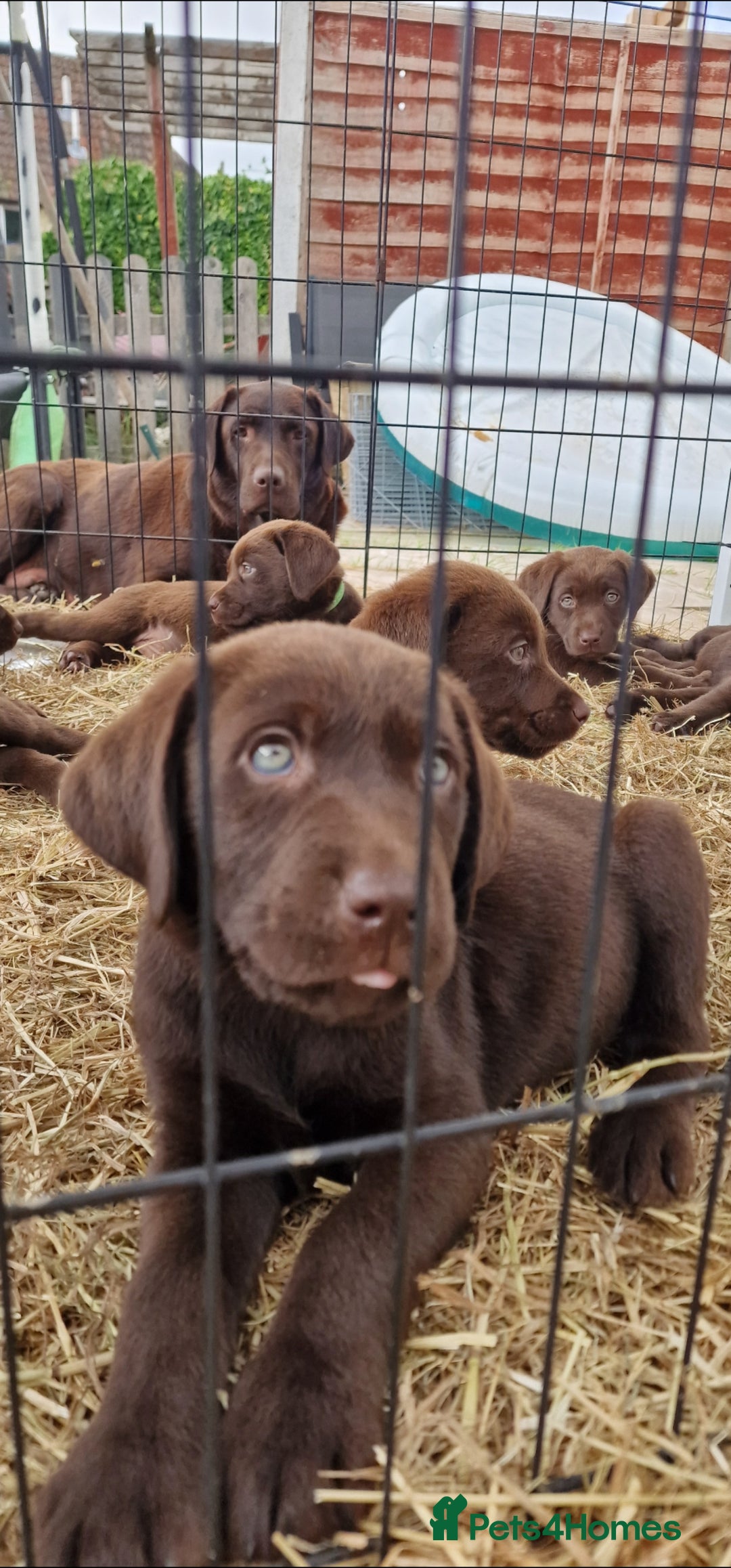 Labrador Retriever dogs for sale: KC REGISTERED CHOCOLATE LABRADOR  - Image 4