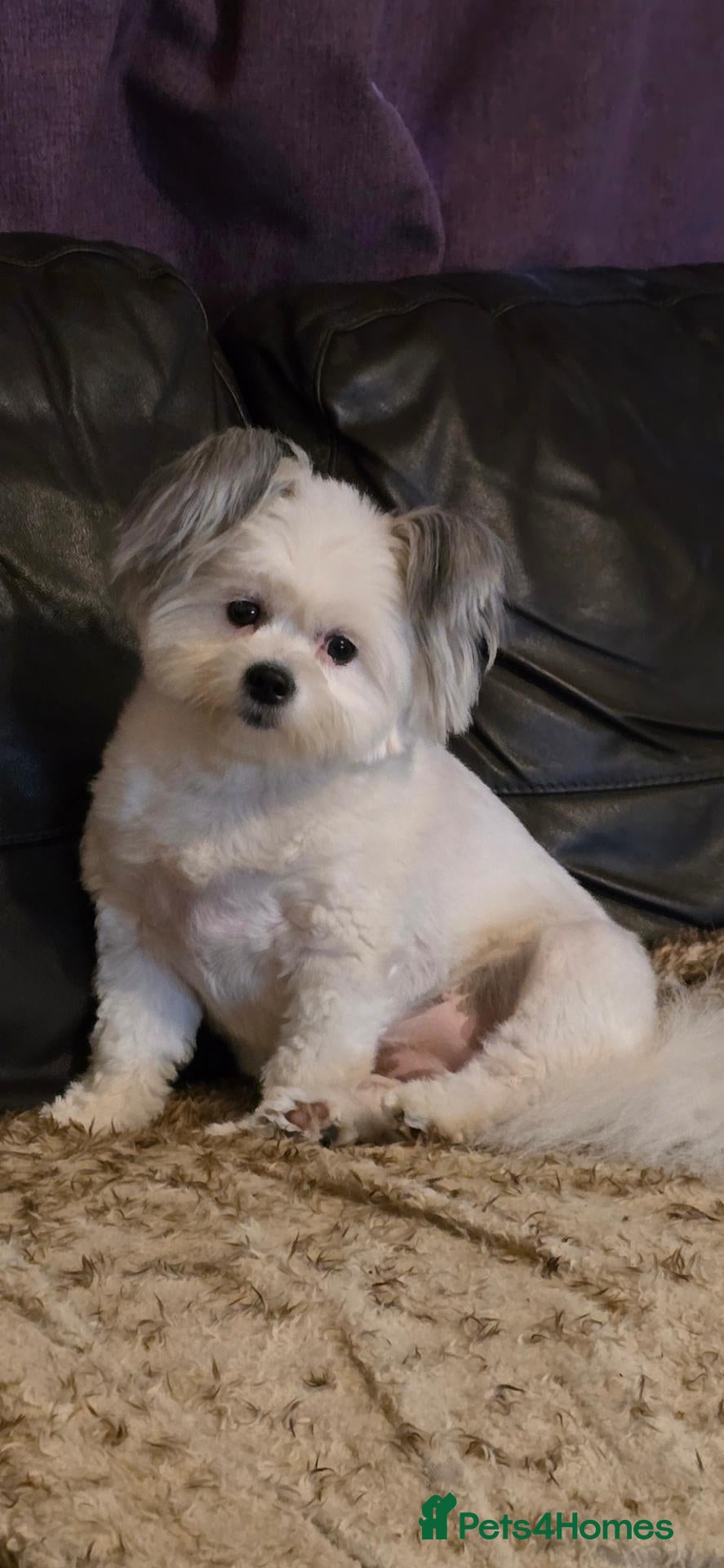 Maltipom dogs New Home Needed 2.5yr old Maltipom  - Advert 1