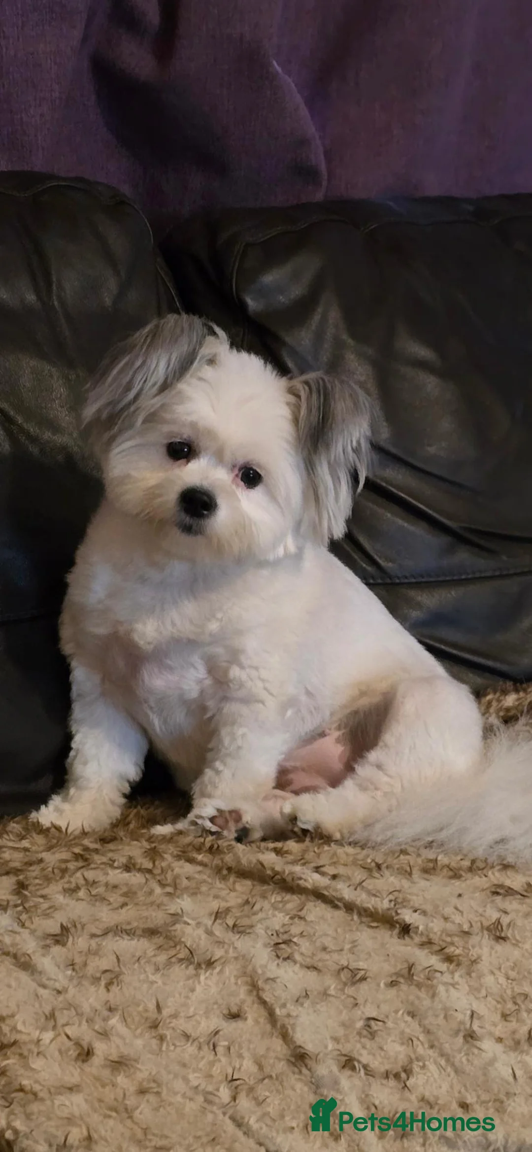 Maltipom dogs for sale: New Home Needed 2.5yr old Maltipom  in St. Neots - Advert 1