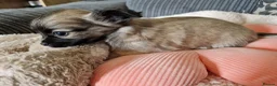 Chihuahua dogs for sale: Chihuahua puppy's  - Advert 13
