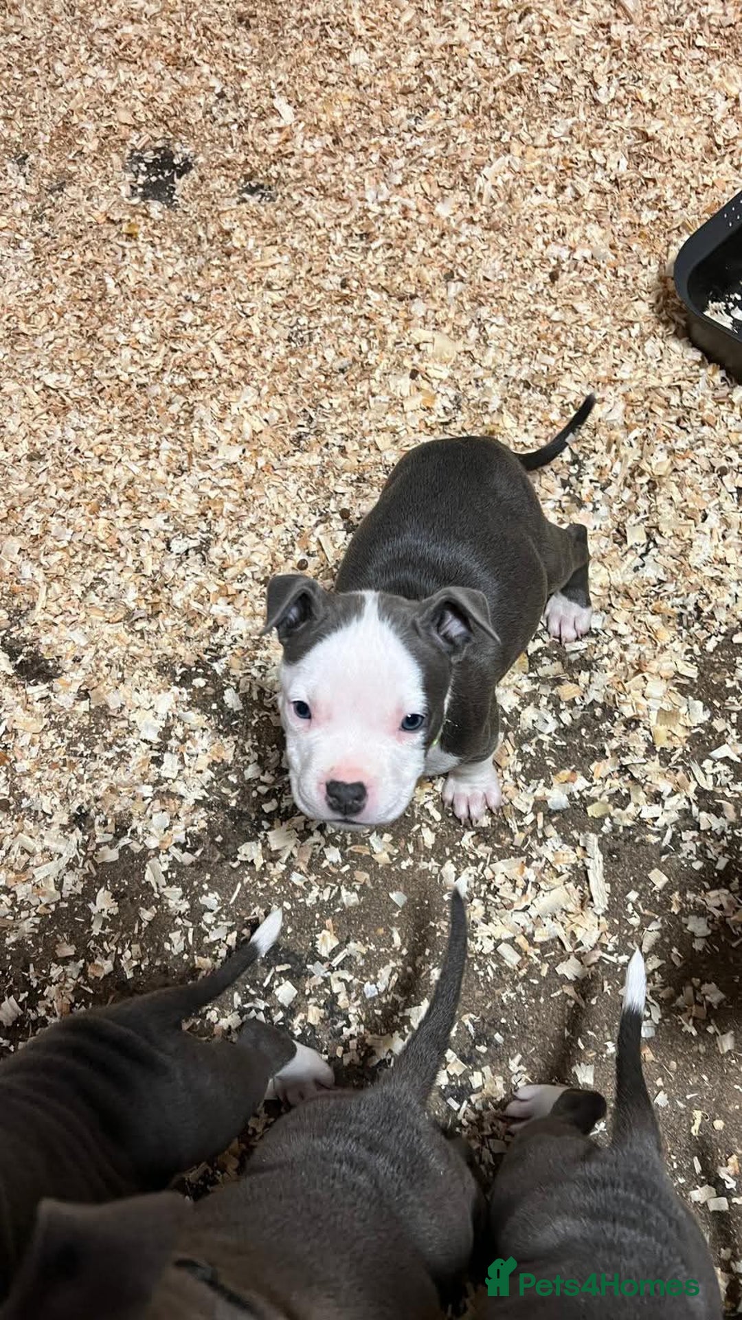 Staffordshire Bull Terrier dogs for sale:  ❤️ Beautiful Staffordshire puppies 🐶 - Advert 12