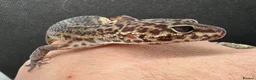 Gecko reptiles for sale: Oreo  female african fat tail - Advert 12