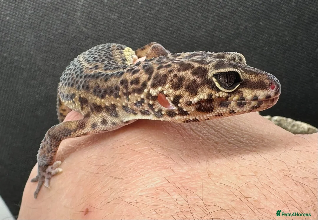 Gecko reptiles for sale: Oreo  female african fat tail - Advert 12