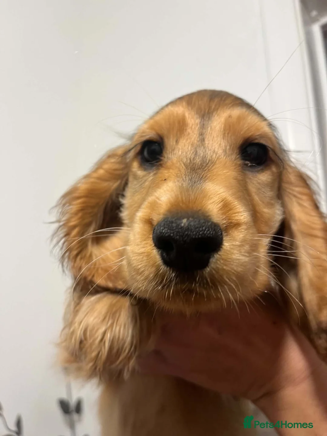 Cocker Spaniel dogs for sale: Beautiful Brown and Tan Sable Cocker spaniel puppy in Braintree - Advert 2