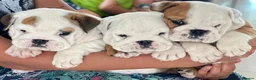 English Bulldog dogs for sale: Three Little Wrinkles Pure Bulldogs, Sweet Hearts - Advert 2