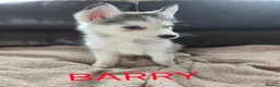 Utonagan dogs for sale: BEAUTIFUL MALAMUTE X SIBERIAN HUSKY PUPPIES - Advert 3
