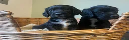 Sprocker dogs for sale: 7 Sprocker Puppies  - Advert 13