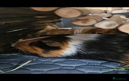Guinea Pig rodents for sale: Pair of Male Guinea Pigs and complete set up - Image 3