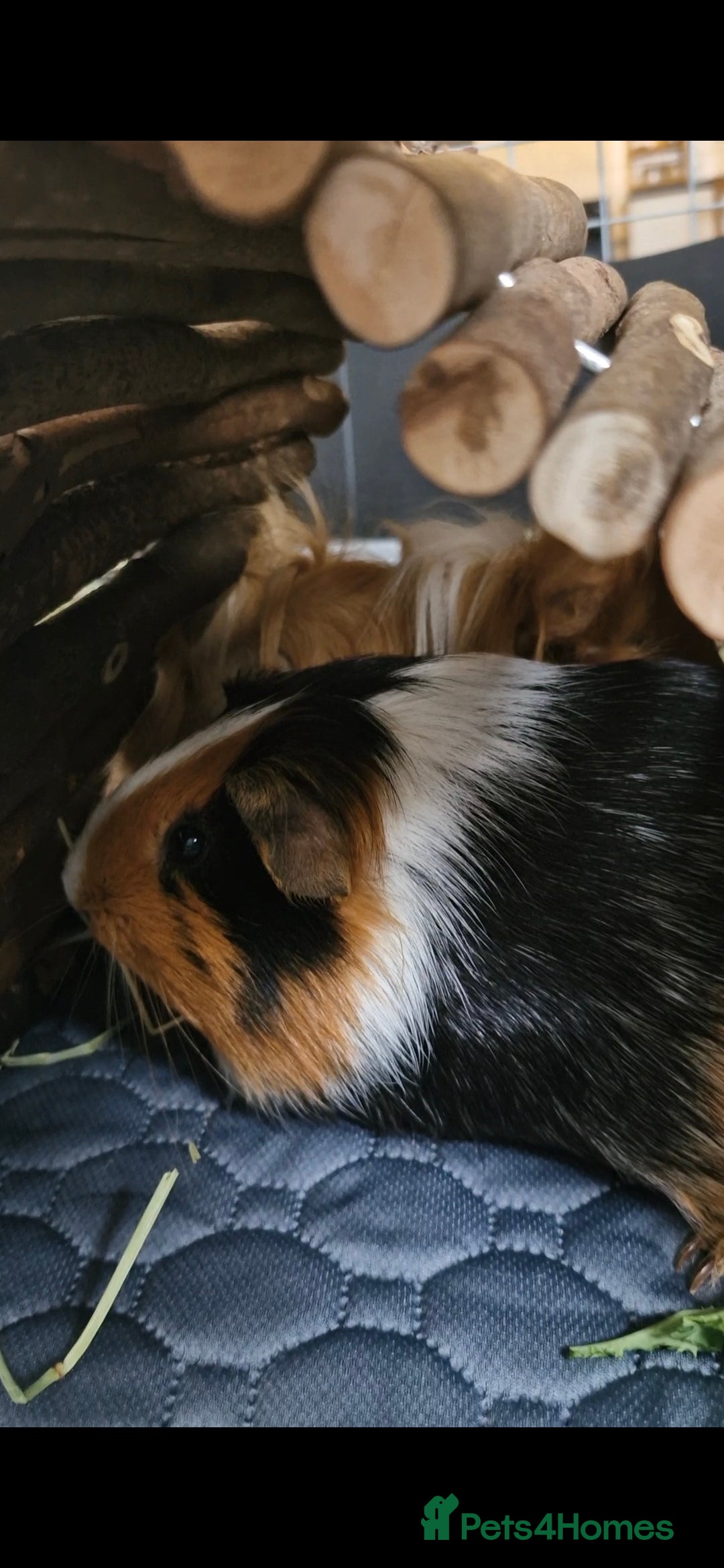 Guinea Pig rodents for sale: Pair of Male Guinea Pigs and complete set up - Image 3