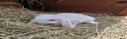 Mini Lop rabbits for sale: **mini lops ready now ** - Advert 5