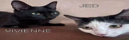 Mixed Breed cats for adoption: VIVIEN - Advert 8