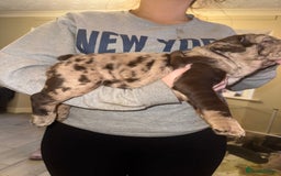 English Bulldog dogs for sale: Bettie & 007 babies short compact   - Image 31