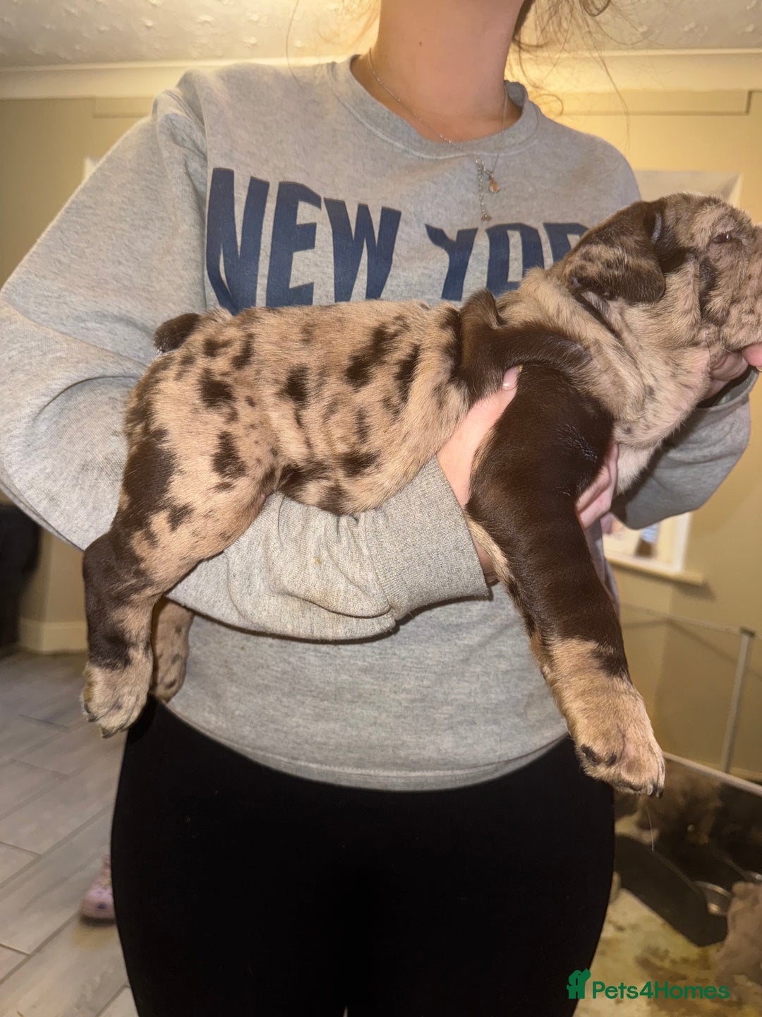 English Bulldog dogs for sale: Bettie & 007 babies short compact   - Image 31