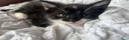 Mixed Breed cats for sale: Black & White Kitten, Female in Stoke-on-Trent - Advert 5