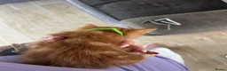 Mixed Breed cats for sale: Mixed breed ginger boys - Advert 3