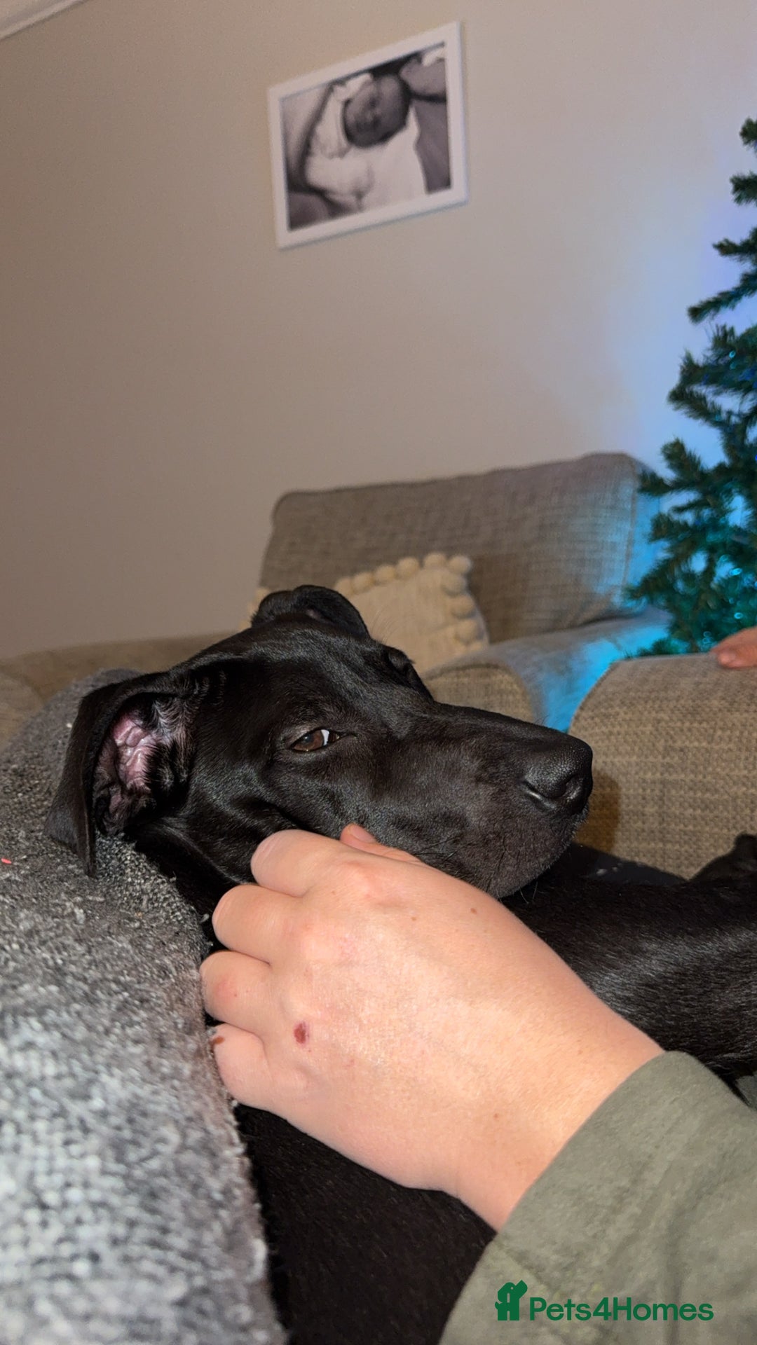 Mixed Breed dogs for sale: Narla - Advert 1