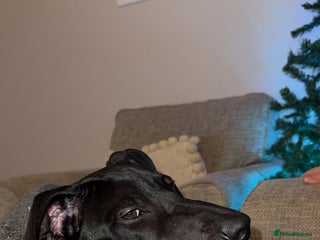 Mixed Breed dogs Narla - Advert 1