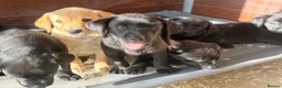 Labrador Retriever dogs for sale: Hereditary clear puppies, absolute beautiful   in Newport - Advert 6